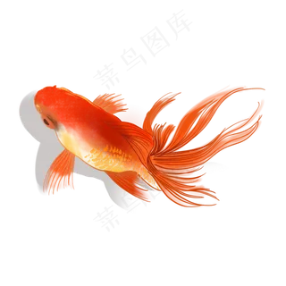 幸运红色锦鲤金鱼水彩手绘