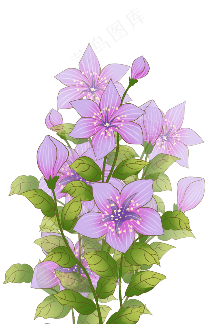 植物花朵桔梗花(1024X1536(DPI:299))psd模版下载