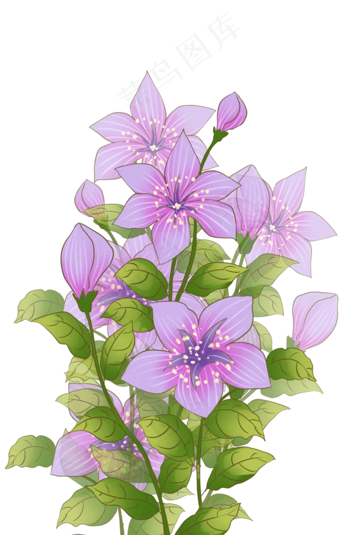 植物花朵桔梗花(1024X1536(DPI:299))psd模版下载