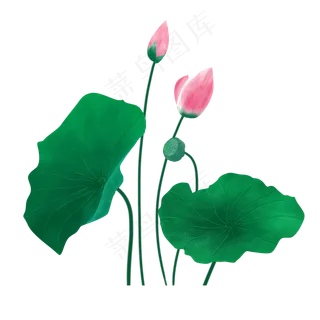 夏天含苞待放的荷花,免抠元素