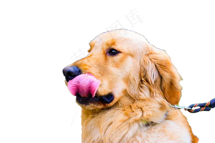 一只大黄狗,免抠元素(2000*1333px 300 dpi )psd模版下载