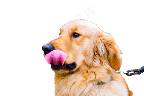 一只大黄狗,免抠元素