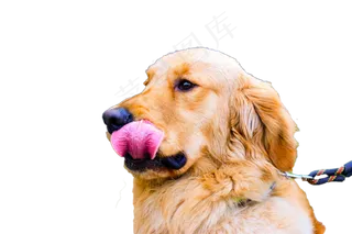 一只大黄狗,免抠元素