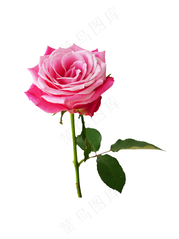 粉色玫瑰花花枝,免抠元素