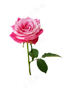 粉色玫瑰花花枝,免抠元素 粉色玫瑰花花枝,免抠元素