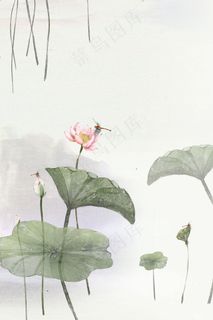 中国风夏日荷花商用图