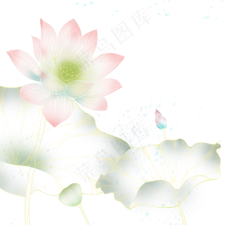 炫彩盛开的荷花免抠图