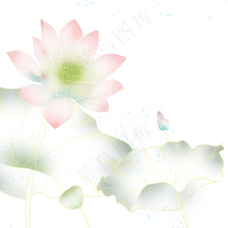 炫彩盛开的荷花免抠图