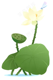 夏季节气荷花荷叶