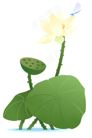 夏季节气荷花荷叶