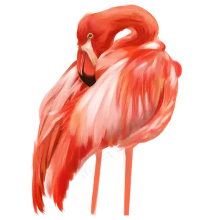 红色羽毛动物火烈鸟,免抠元素