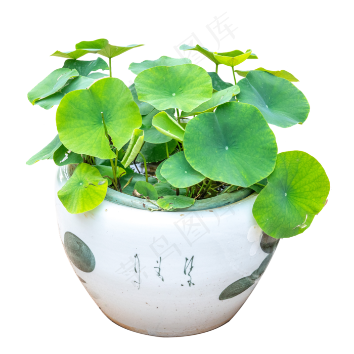 荷花盆景绿色花卉