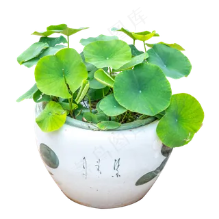 荷花盆景绿色花卉