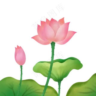 夏季荷花花朵png免抠图 夏季荷花花朵png免抠图