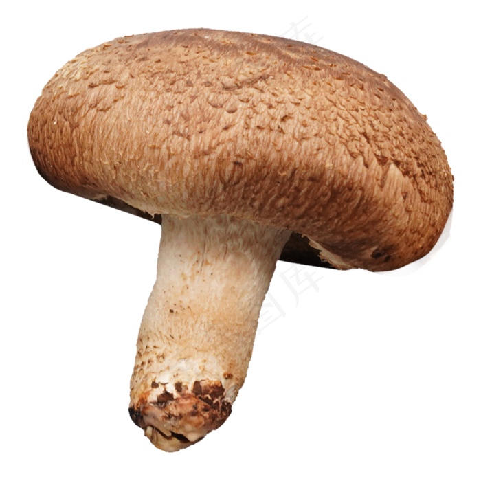 菌类食物香菇(2000X2000(DPI:300))