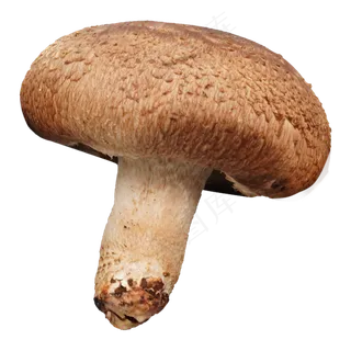 菌类食物香菇
