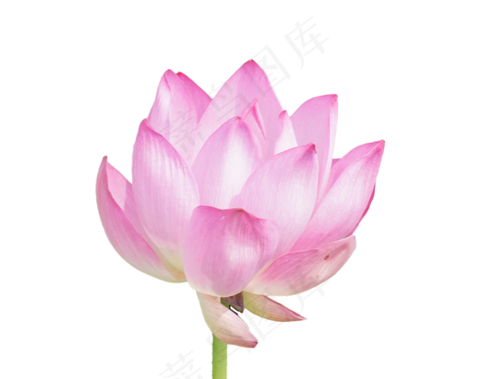 一株美丽荷花(2000X3000(DPI:300))
