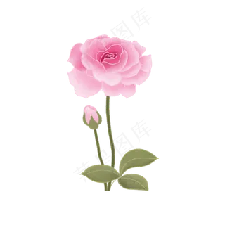 七夕节告白月季玫瑰花