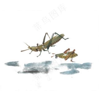 水墨风夏季昆虫蛐蛐手绘插画,免抠元素