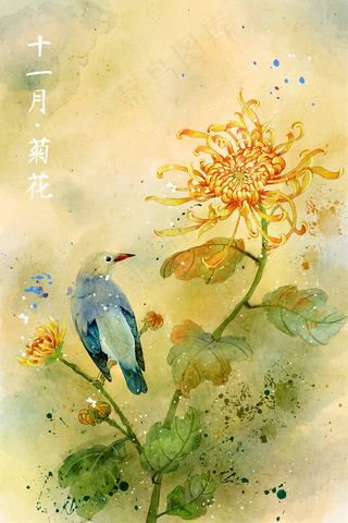 水彩花鸟画十一月花信十一月-菊花