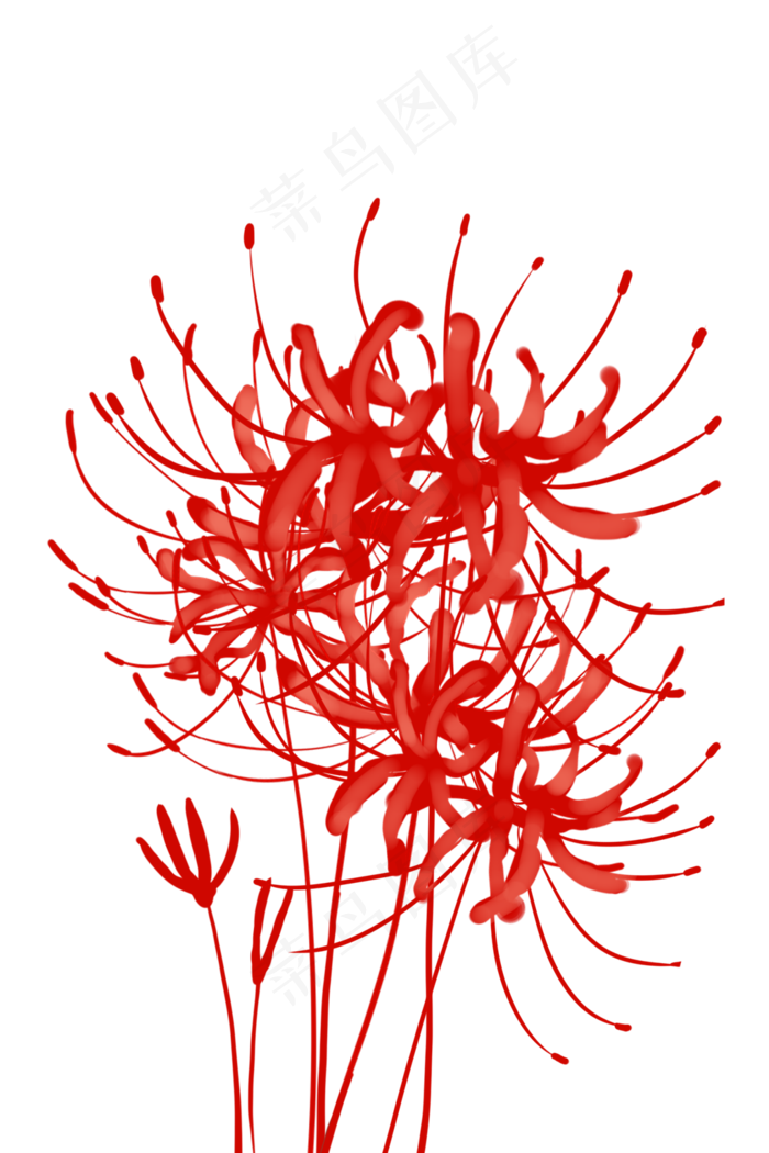 古风红色彼岸花