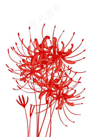 古风红色彼岸花