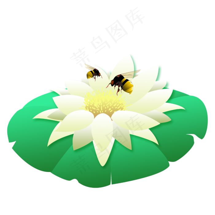 小蜜蜂荷花莲花