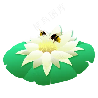 小蜜蜂荷花莲花