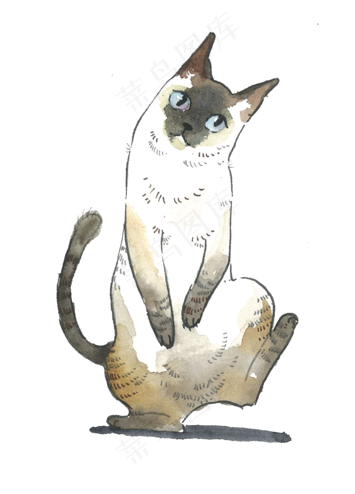 猫咪暹罗纯种猫PNG宠物主子,免抠元素(1139X1585(DPI:300))psd模版下载