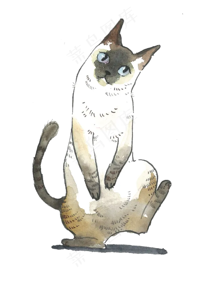 猫咪暹罗纯种猫PNG宠物主子,免抠元素(1139X1585(DPI:300))psd模版下载