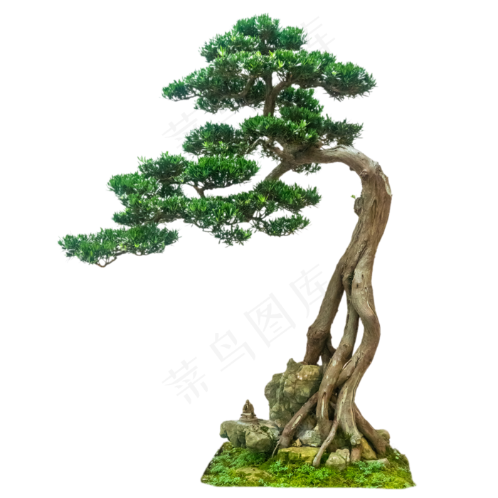 松树树木盆景,免抠元素