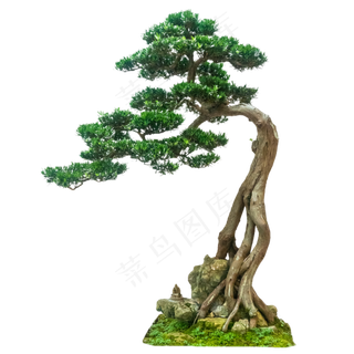 松树树木盆景,免抠元素