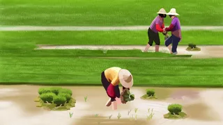 乡村生活农忙之插秧