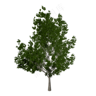 茂盛的树,免抠元素