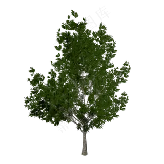茂盛的树,免抠元素