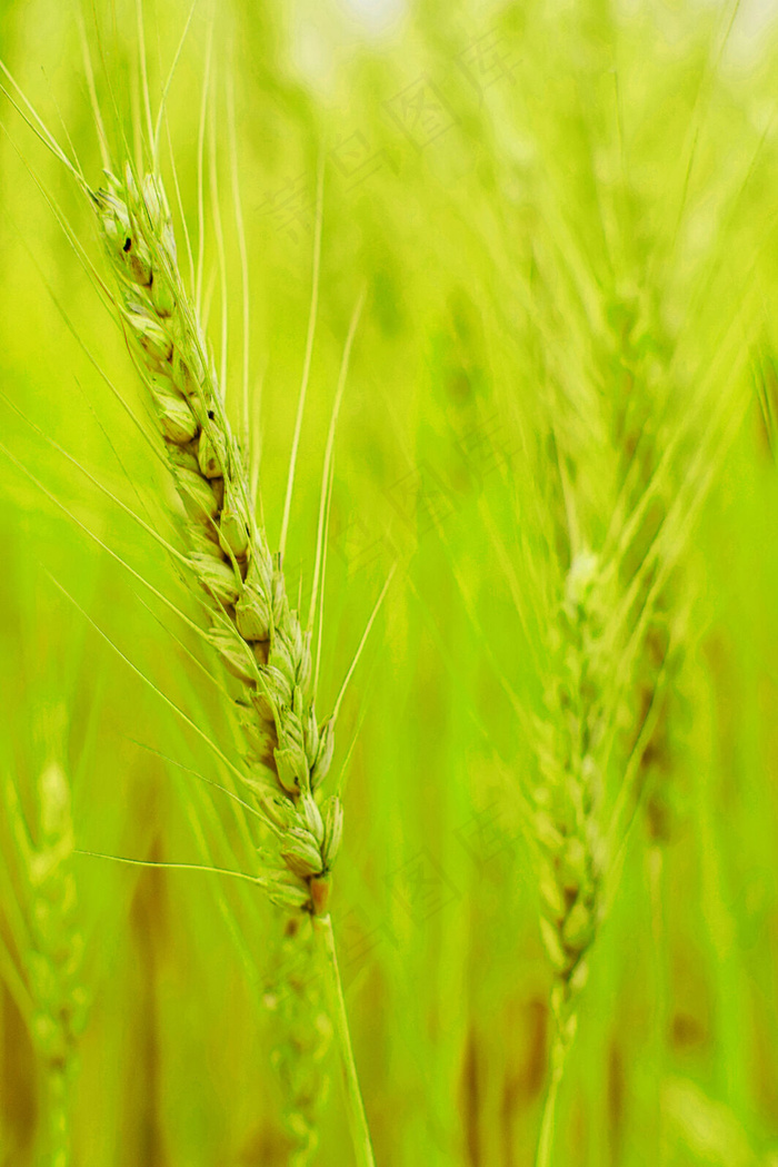 二十四节气之小满节气海报