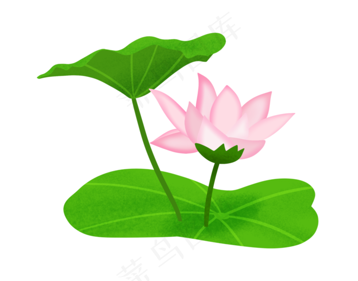 中国风粉色荷花插图(2551X2000(DPI:300))psd模版下载