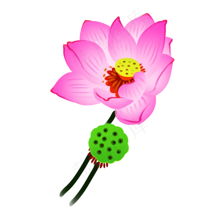 粉色的荷花和莲蓬(2000X2000(DPI:300))psd模版下载