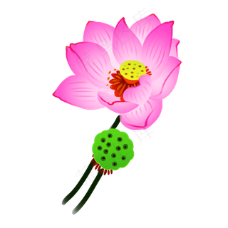 粉色的荷花和莲蓬