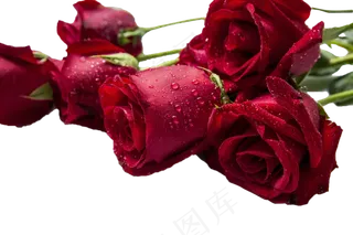 带露艳丽玫瑰