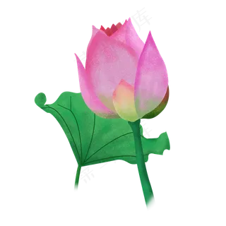 手绘噪点荷花植物荷叶花苞免扣元