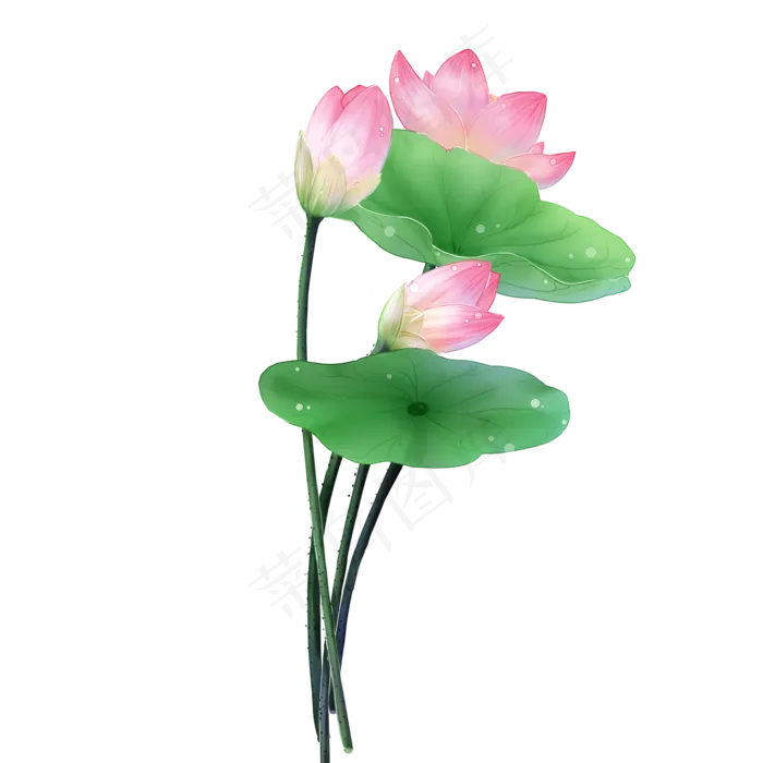 水彩风手绘花卉荷花(2000X2000(DPI:300))psd模版下载