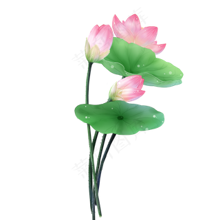 水彩风手绘花卉荷花