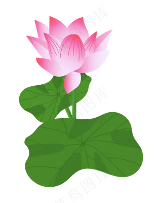 一朵漂亮的粉色荷花