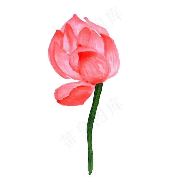 半开的荷花免抠图(2000X2000(DPI:300))psd模版下载