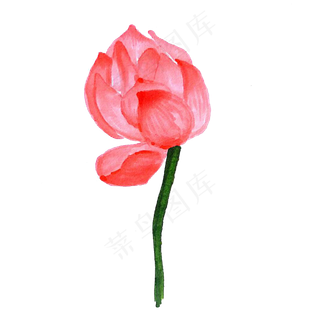 半开的荷花免抠图