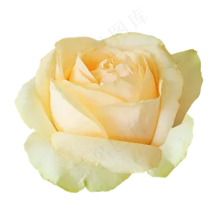 香槟色玫瑰花朵