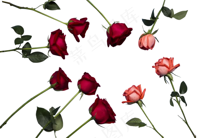 红玫瑰粉玫瑰(2000X1333(DPI:300))psd模版下载