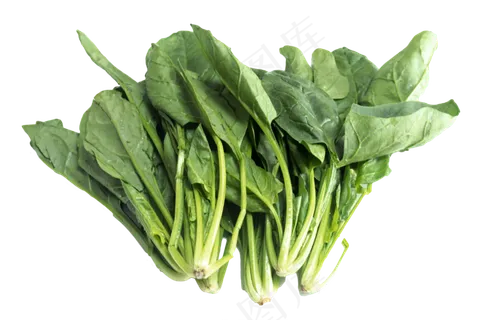 秋季菠菜,免抠元素 秋季菠菜,免抠元素