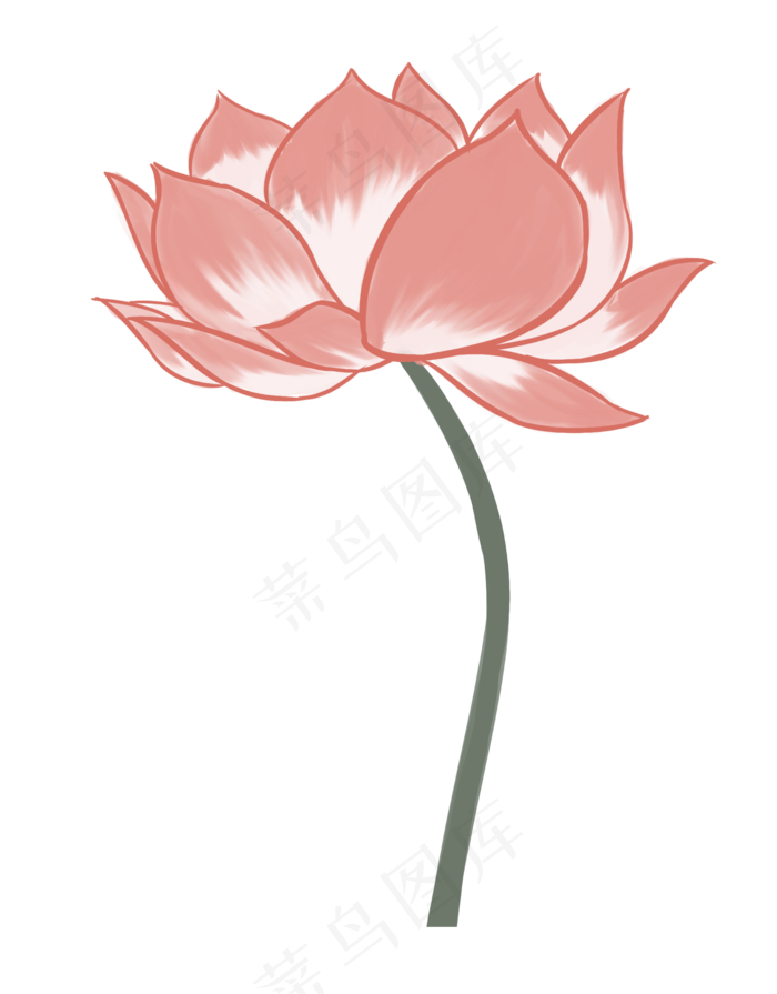 粉色荷花花枝插画